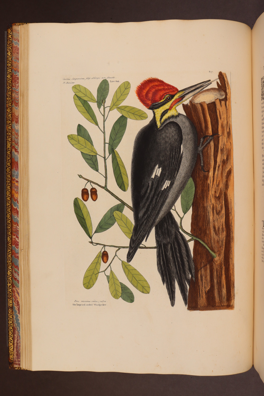 Plate 17
